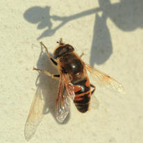Hoverfly