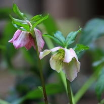 Hellebores