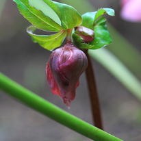 Hellebore