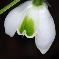 Snowdrop