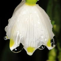 Raindrops on leucojum