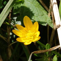 Lesser Celandine (Ranunculus ficaria)