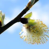 Willow (Salix)