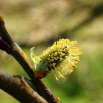 Willow (Salix)