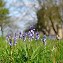 Bluebells in cemetery
