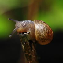 Baby Snail