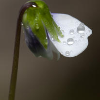 Australian Violet