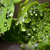 Raindrop detail on leaves