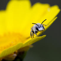 Greek Bee.
