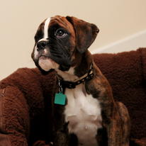 Pet Portrait- Monty