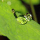 Raindrops on leaf | | | Photographical print Raindrops on leaf