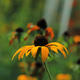 Rudbeckia | | | Photographical Print Rudbeckia