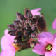 Erysimum (perennial… | | | Digital Photo Erysimum (perennial…