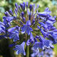Agapanthus | | | Agapanthus