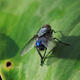 Bluebottle | | | Bluebottle