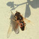 Hoverfly | | | Hoverfly