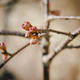 Blossom buds
