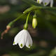Leucojum