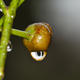Rain droplet on rosehip