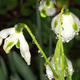 Rain on snowdrops