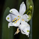 Leucojum