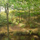 Below Wilderswood