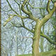 Trees Above Old Dam,…