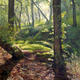 Wilderswood 3