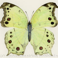 Forest Mother-of-Pearl