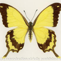 Mocker swallowtail