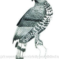 Crowned Eagle
