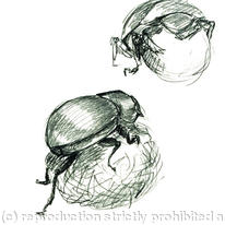 Dung Beetle