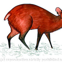Red Duiker
