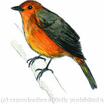 Red-capped Robin-chat