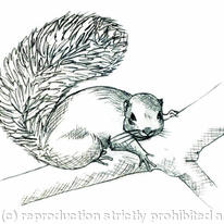 Tanganyika Mountain Squirrel