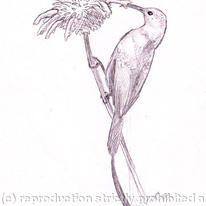 Bronze Sunbird