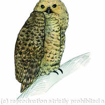 Pel's Fishing Owl