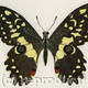 Citrus Swallowtail
