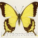 Mocker swallowtail