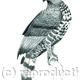 Crowned Eagle