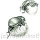 Dung Beetle