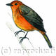 Red-capped Robin-chat