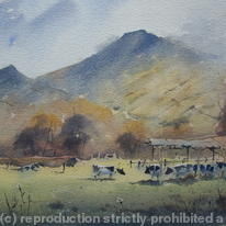 Cows nr Pen Y Fan