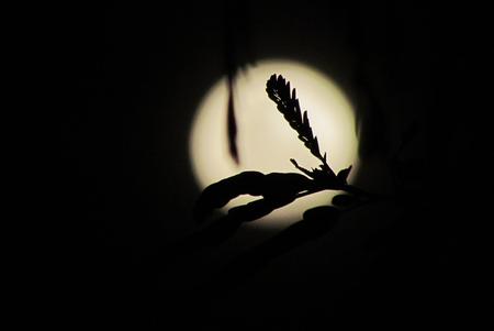 Sri Lankan Moon