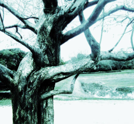 Tangled Trees