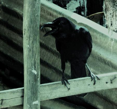 Cawing Crow