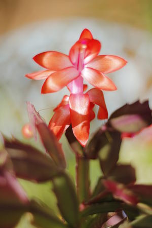 Cactus Flower