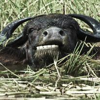 Munching Buffalo 