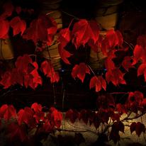 Red Leaves