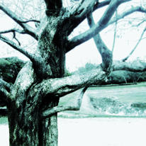 Tangled Trees